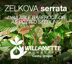 Willamette Nurseries — Zelkova serrata rootstock